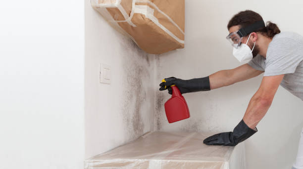 Attic Mold Remediation treatment on roof deck in Belleville